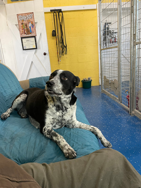 The Dog Ranch The Dog Ranch – Redbarndogranch