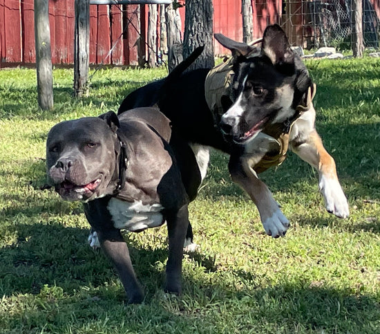 The Dog Ranch The Dog Ranch – Redbarndogranch