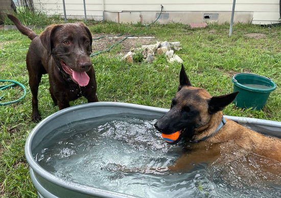 The Dog Ranch The Dog Ranch – Redbarndogranch