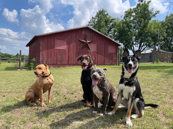 The Dog Ranch The Dog Ranch – Redbarndogranch