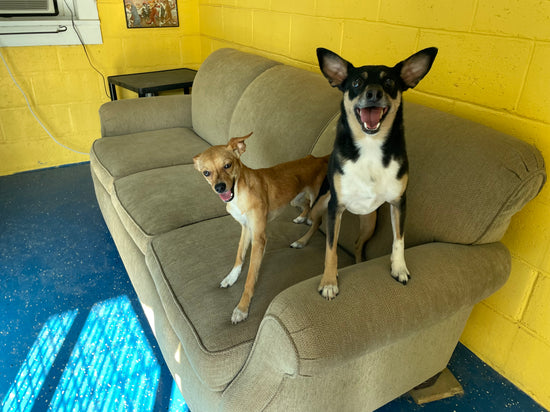 The Dog Ranch The Dog Ranch – Redbarndogranch